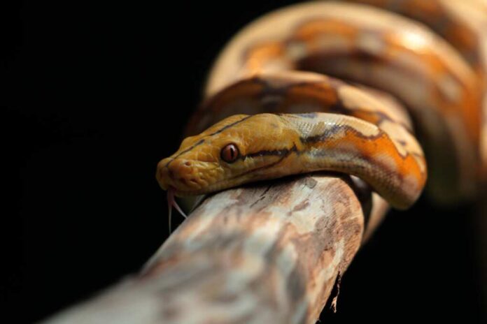 Reticulated,Python,With,Caramel,Shell,Pattern.