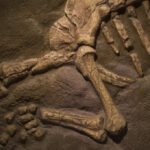 Porcupine-Like Spikes Found On Dinosaur