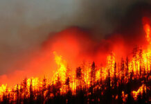 Shocking Reversal: Wildfire Victims Face Devastating Setback Intense wildfire engulfing a forest with flames and smoke