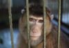 A monkey looking through the bars of its cage