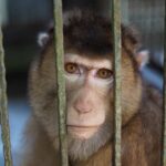 A monkey looking through the bars of its cage