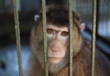 Massive Military Monkey Experimentation Sparks Outrage A monkey looking through the bars of its cage
