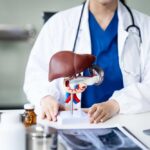 Healthcare professional presenting a liver anatomy model