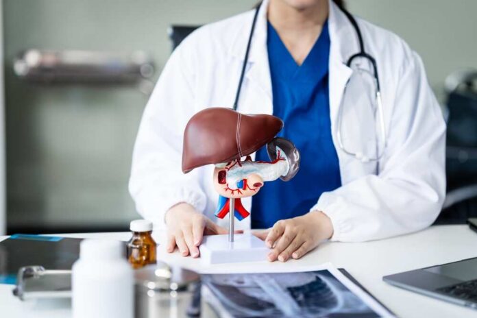 shutterstock_2493521263.jpg Healthcare professional presenting a liver anatomy model