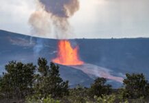 Volcano Watch: Kīlauea About To Blow Volcano erupting with a fountain of lava behind shrubs