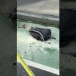 Panic Erupts At Hudson Street Tower Man sets himself on fire in lobby of Google office building in Lower Manhattan #shorts