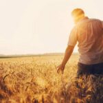 Elites Gamble With Dinner Plates Man walking through a golden wheat field at sunset