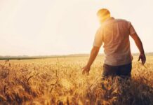 Elites Gamble With Dinner Plates Man walking through a golden wheat field at sunset