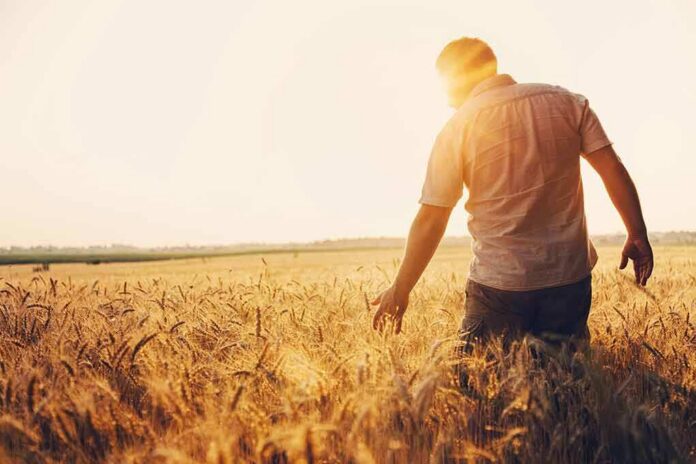 Man walking through a golden wheat field at sunset