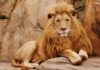 Scorching Temperatures Claim Three Lions Male lion resting on rocky ledge