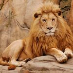 Scorching Temperatures Claim Three Lions Male lion resting on rocky ledge