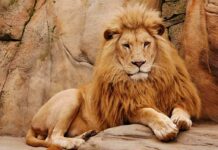 Scorching Temperatures Claim Three Lions Male lion resting on rocky ledge