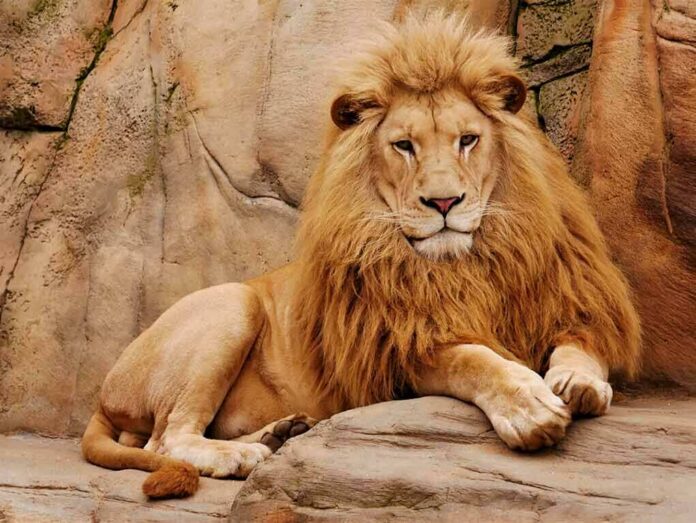 shutterstock_1657520509 Male lion resting on rocky ledge