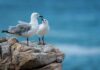Feeder Backlash Erupts Amid H5N1 Fears Two seagulls standing on a rocky ledge by the sea