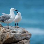 Two seagulls standing on a rocky ledge by the sea