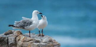 Two seagulls standing on a rocky ledge by the sea