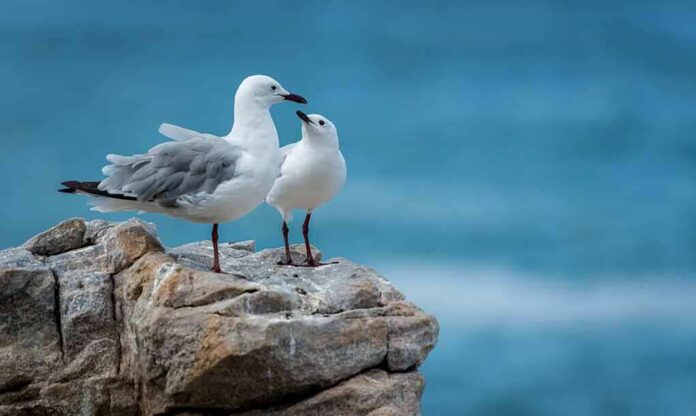 Two seagulls standing on a rocky ledge by the sea
