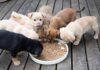 Dogs to Labs – On Taxpayers’ Dime puppies eating from a bowl of kibble on a wooden deck