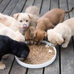 Dogs to Labs – On Taxpayers’ Dime puppies eating from a bowl of kibble on a wooden deck