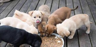 puppies eating from a bowl of kibble on a wooden deck