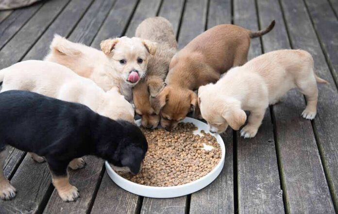 puppies eating from a bowl of kibble on a wooden deck