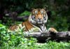 Tiger Pen Tragedy Sparks Big Questions Tiger resting on a log in lush forest