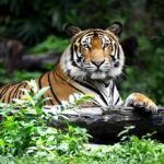 Tiger Pen Tragedy Sparks Big Questions Tiger resting on a log in lush forest