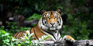 Tiger resting on a log in lush forest