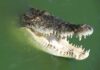 Crocodile with open jaws in green water