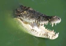 12-Foot Gator Drags Angler Under Crocodile with open jaws in green water