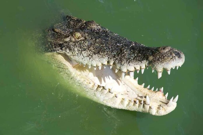shutterstock_28479895 Crocodile with open jaws in green water